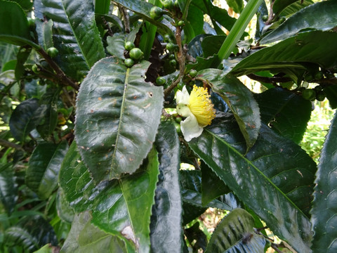 茶 绿色 茶叶 青苔 茶芽