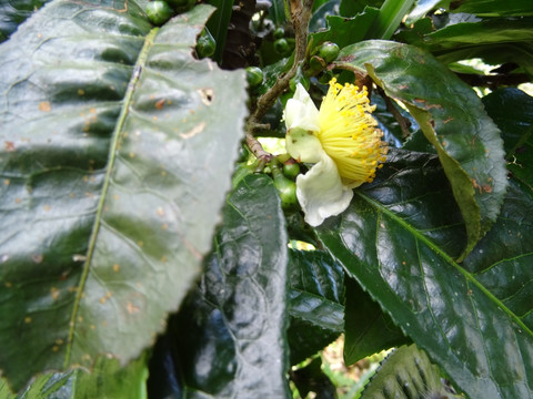 茶 绿色 茶叶 青苔 茶芽