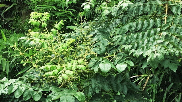 绿色花