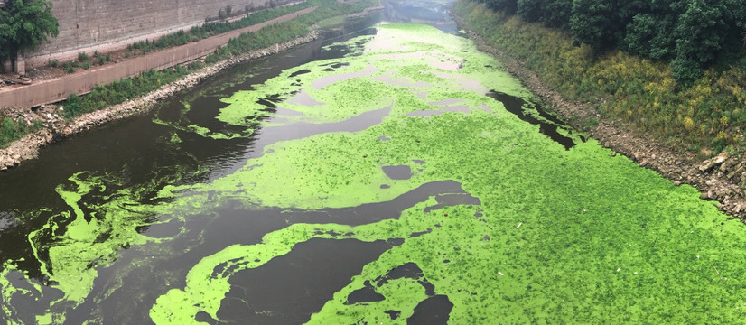 河道污染 苹果6p手机拍摄