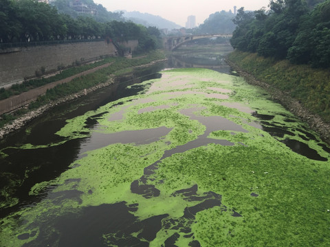 河道污染 苹果6p手机拍摄