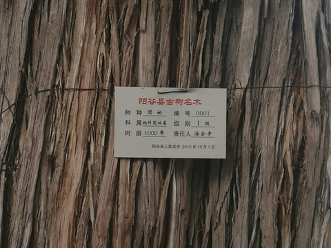 海会寺汉柏