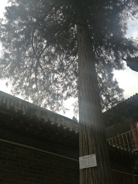 海会寺汉柏