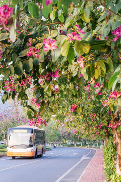 公路绿化 星湖西堤 紫荆花大道