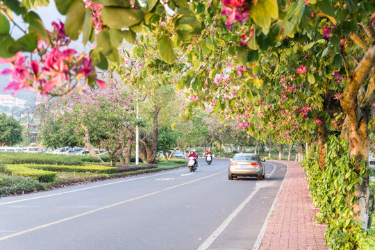 公路绿化 星湖西堤 紫荆花大道