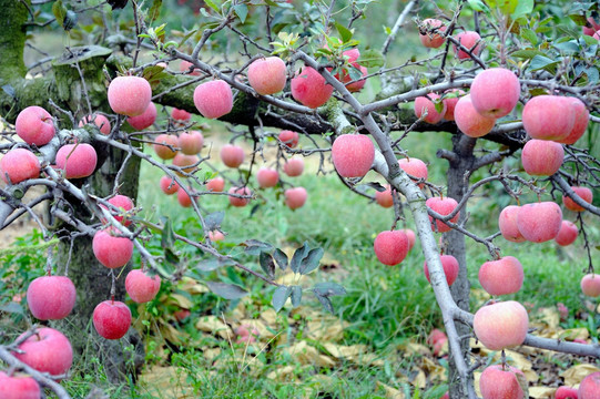 矮株苹果树