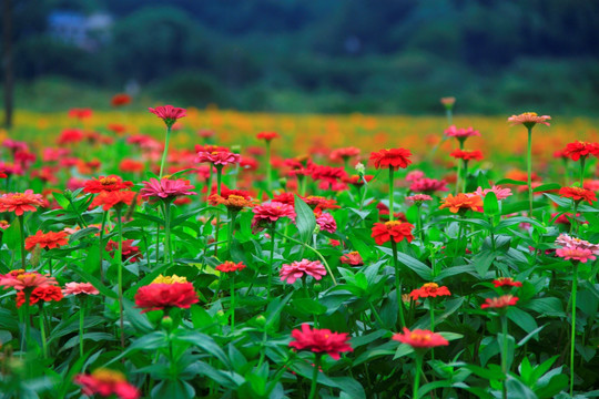 百日菊花海