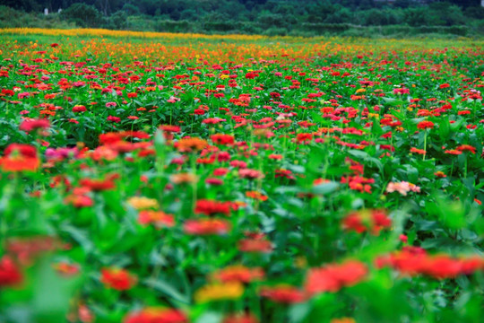 百日菊花海