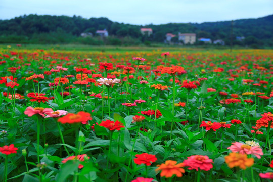 大片百日菊花海