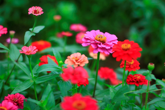 百日菊