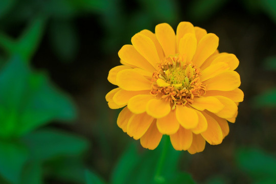 百日菊