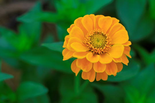 百日菊