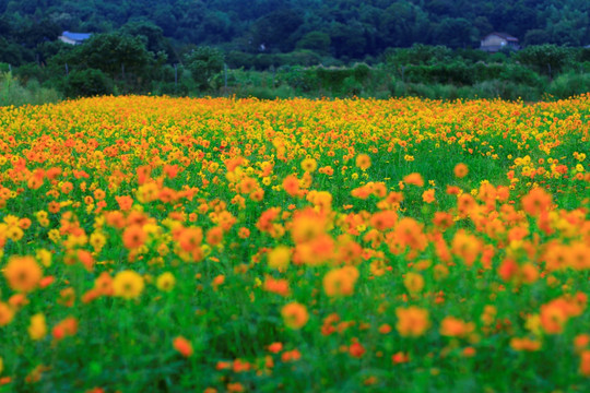 黄色菊花海