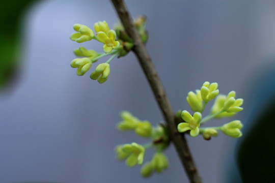 桂花特写