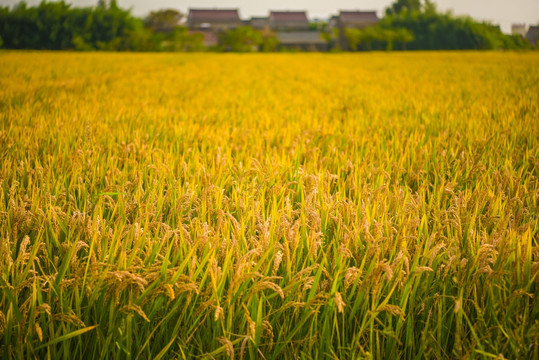 成熟水稻田