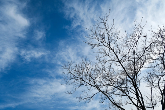 蓝天下的枯树枝