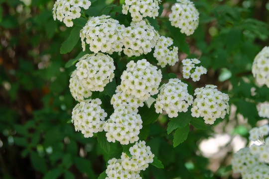 中华绣线菊