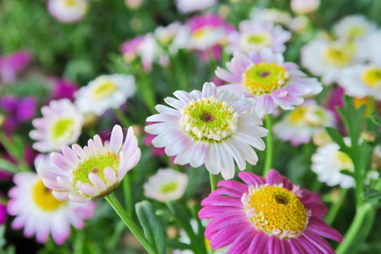 雏菊 小菊花