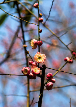 梅花