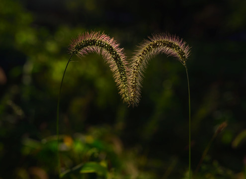 狗尾草