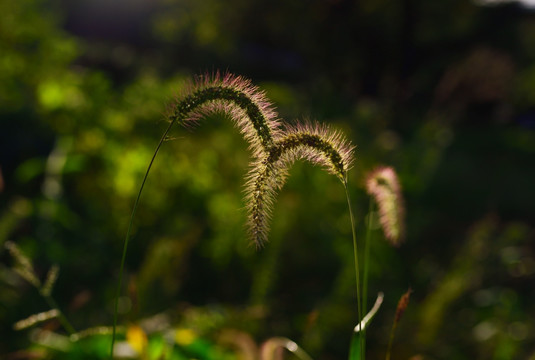 狗尾草