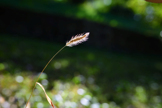 狗尾草