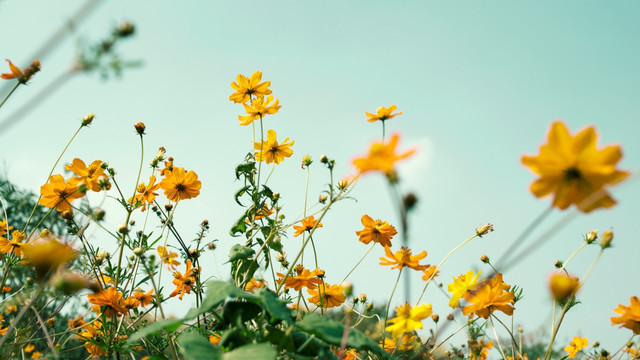 硫华菊