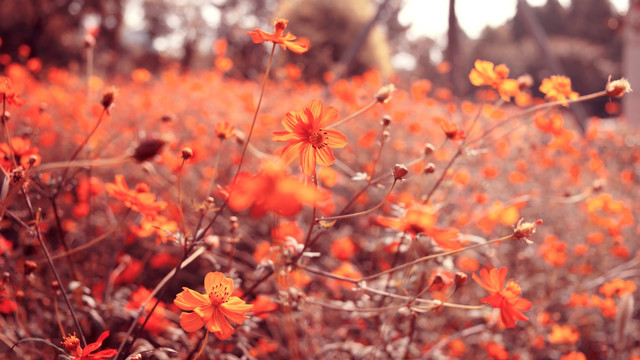 硫华菊
