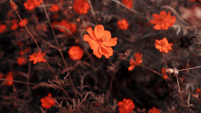 硫华菊