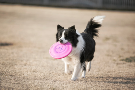 边境牧羊犬