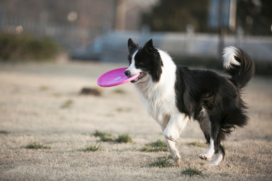 边境牧羊犬