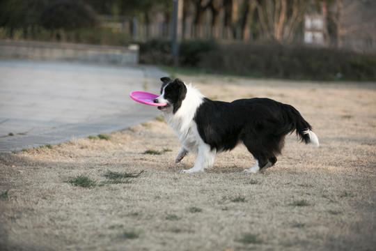 边境牧羊犬