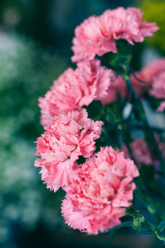 花卉
