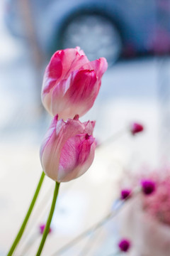 花卉