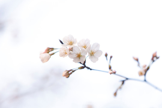 樱花