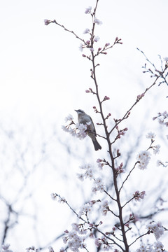 樱花