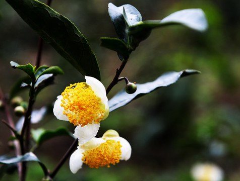 茶花 茶树 茶叶