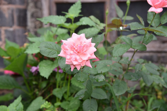 月季花