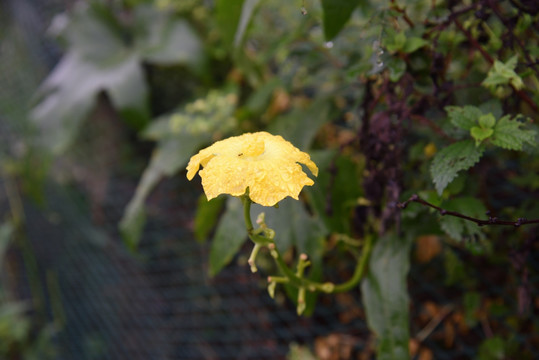 丝瓜花