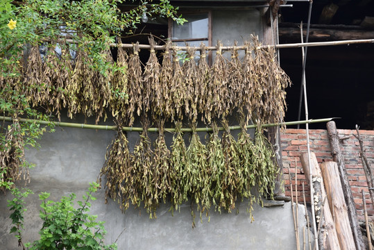 毛豆图片