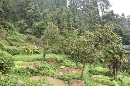 菜地田间