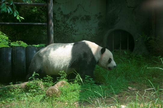 大熊猫走路