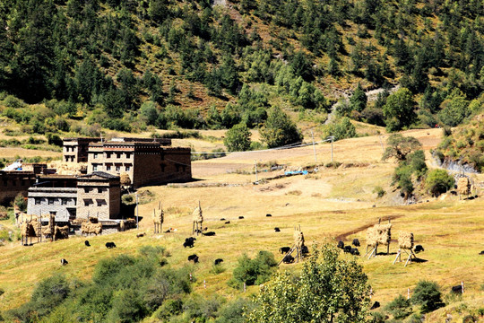 藏族牧场