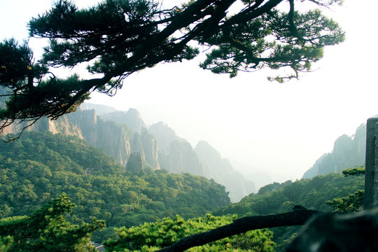 黄山植被