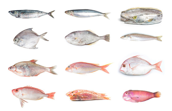 大杂烩海水鱼 海鲜 鱼类