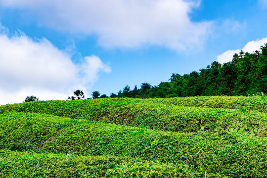 茶山