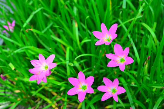 粉色小花