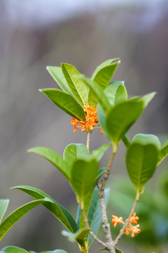 桂花