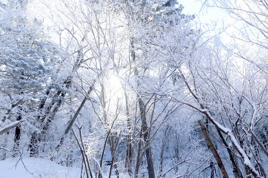 雪 雪乡 树林 乡村 冬天