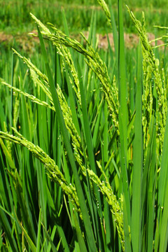 红米 水稻